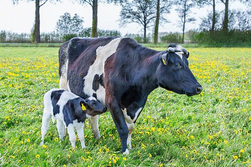 A newborn calf walks next to black and white mother cow in dutch meadow