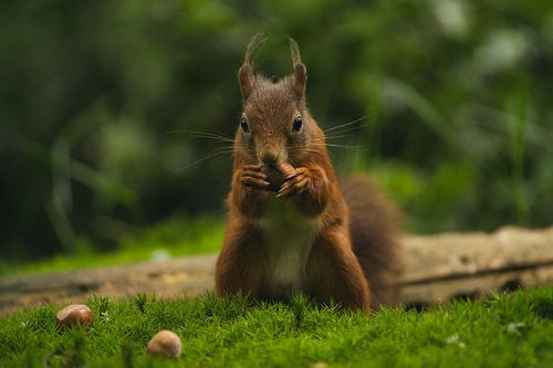 Écureuil mangeant une noisette