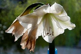 Amarilles in verval van Hans Staphorst