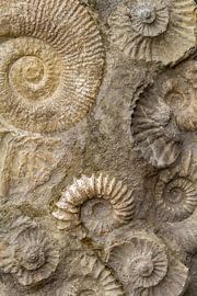 Ammonitenfossilien in Großaufnahme von Achim Prill