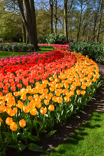 Bloeiende tulpen in de tuin