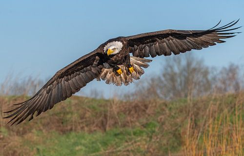 Amerikaanse zeearend