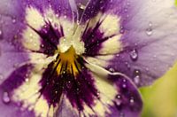 Paarse Orchidee