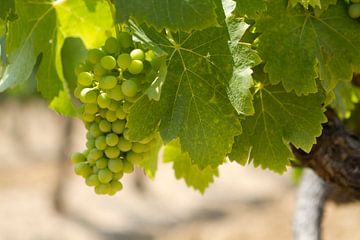 Druivestokken in een wijngaard in Zuid-Frankrijk (7) van rene marcel originals