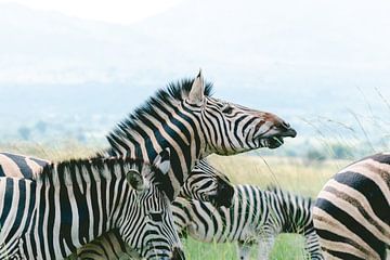 Groupe de zèbres | Photographie de voyage | Afrique du Sud sur Sanne Dost