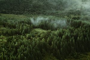 Grünliche Wälder