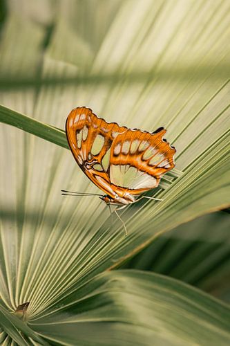Schmetterling in Grün