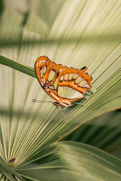 Schmetterling in Grün von Micha van de Weerd