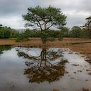 Reflection by Roland's Foto's thumbnail