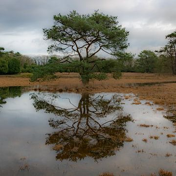 Reflection by Roland's Foto's