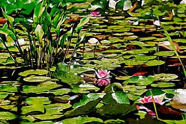 Water lilies by Peter Roder