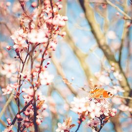Spring Butterfly by Foto NVS