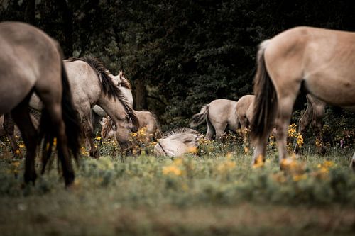 Paarden in Harmonie Natuurlijke Samenkomst in het Veld