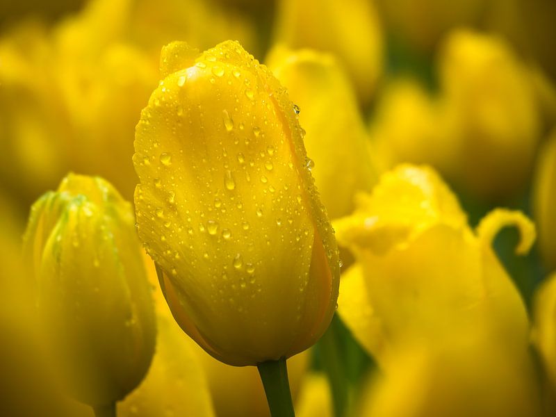 Gele tulp van Martijn Tilroe
