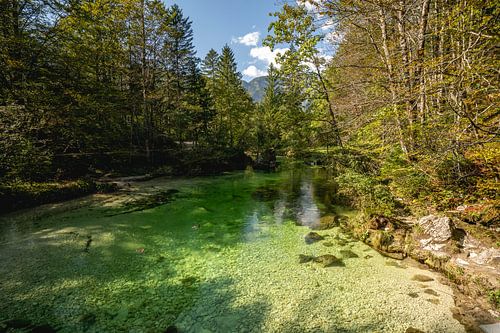 Helderheid in de Wildernis Kristalheldere Rivier