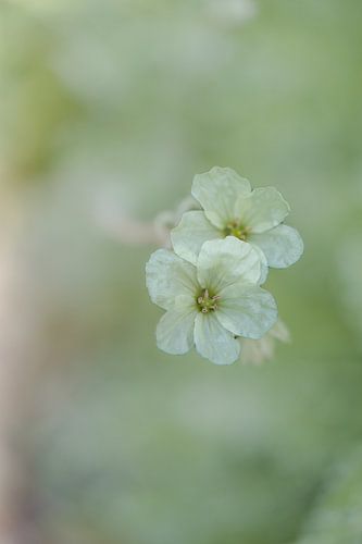 Yellow flowers