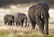 Elephant parade by Marcel van Balken thumbnail