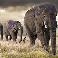 Wildlife photography