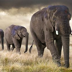 Wildlife photography