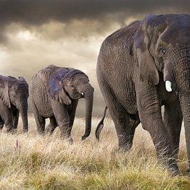 Elephant parade by Marcel van Balken