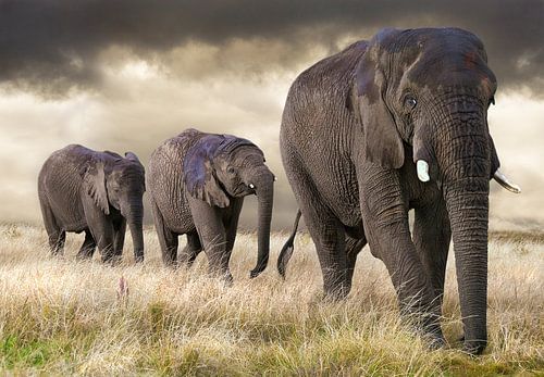 Elefanten Parade von Marcel van Balken