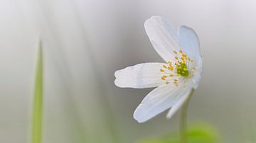 Wood anemone