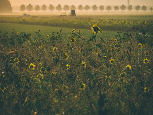 Sunflower in the morning