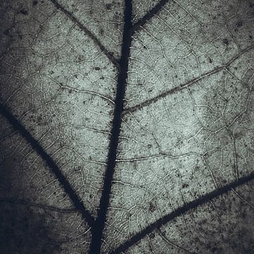 Carte d'une feuille de chêne sur Fotografie Jeronimo