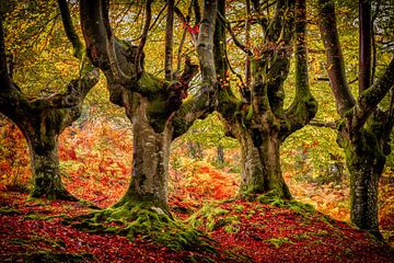 The Four Beech