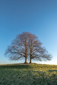 Twee bomen of 1 boom? by Moetwil en van Dijk - Fotografie
