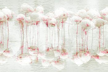 Dans van de flamingo's