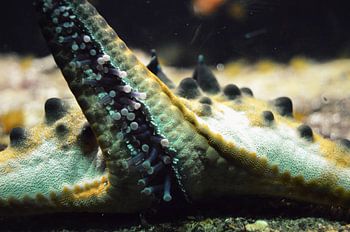 Gedetaileerde tentakel van een zeester