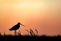 Silhouette de notre oiseau national, la barge à queue noire