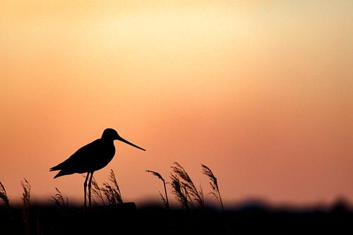 Silhouette de notre oiseau national, la barge à queue noire