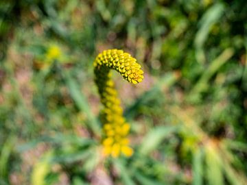 Tuyau à fleurs jaune sur Stijn Cleynhens