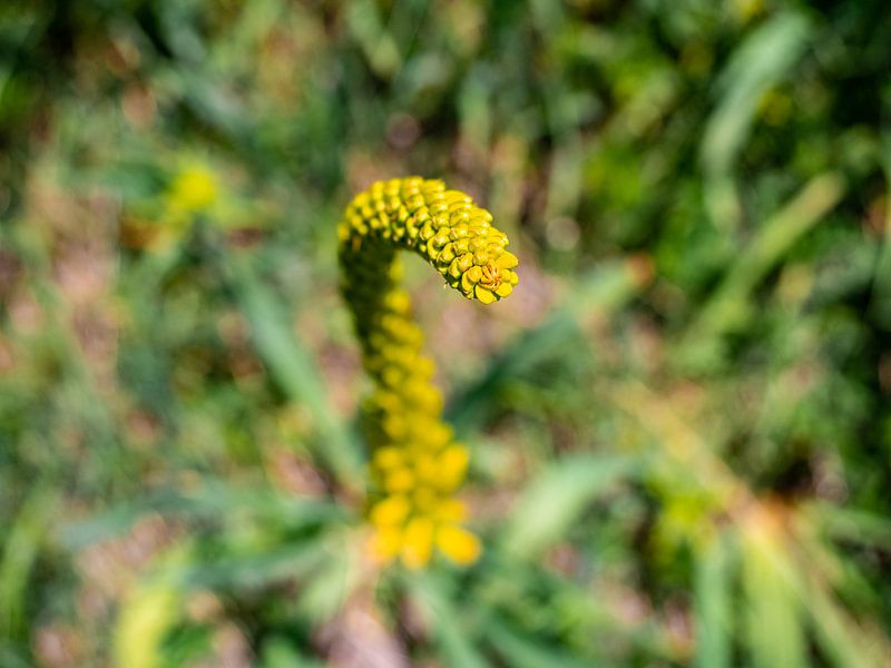Tuyau à fleurs jaune par Stijn Cleynhens