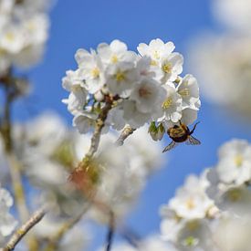 The Blossom and the Bee by Ingrid de Vos - Boom