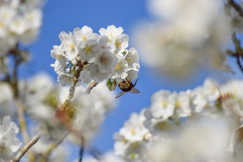 The Blossom and the Bee