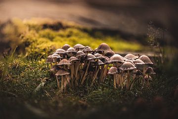 Grote groep bruine paddenstoelen met water druppels er op van Hilco Hoogendam