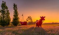 Rode koeien in Maassluis tijdens zonsondergang von Nathan Okkerse Miniaturansicht