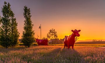 Rode koeien in Maassluis tijdens zonsondergang by Nathan Okkerse