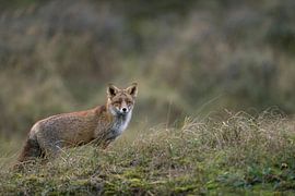 Red Fox ( Vulpes vulpes ) watching attentively