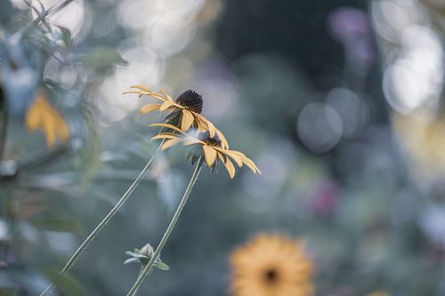 rudbeckia with grey background