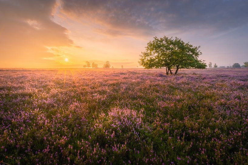 Sunrise on the heath near Ermelo | Summer landscape | Veluwe by Marijn Alons