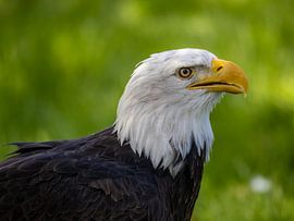 Zeearend Portret van Manuel Weiter