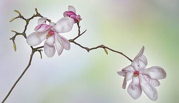 Magnolia van Marie-Anne Stas