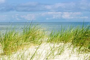 Schilfgraeser am Strand