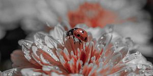 Bolchrysant 5