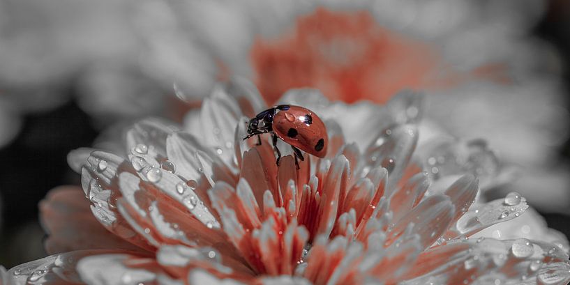 Bolchrysant 5 van John Ouwens