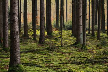 Morning Light in the Forest van Erich Werner